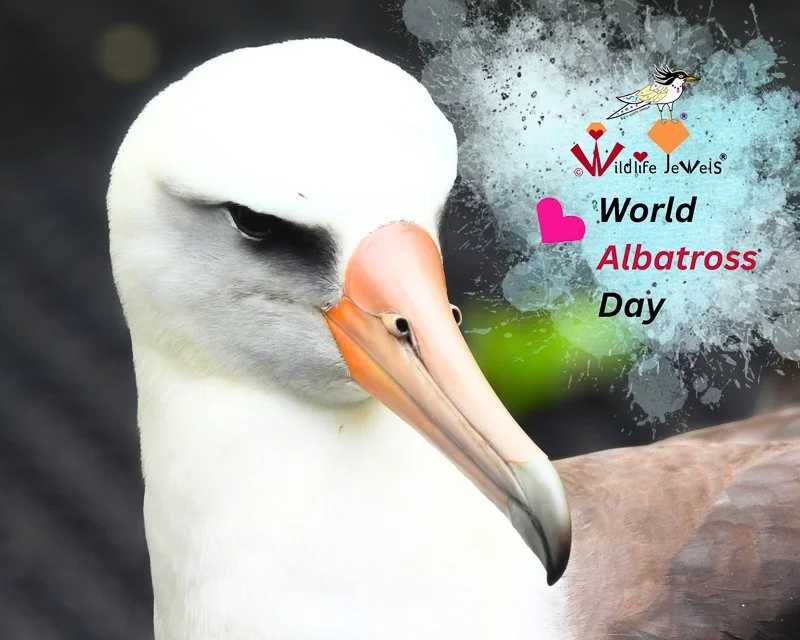 P. albatross 貯水葉は約30センチ World Albatross Day: Coral the Laysan Albatross and the Importance